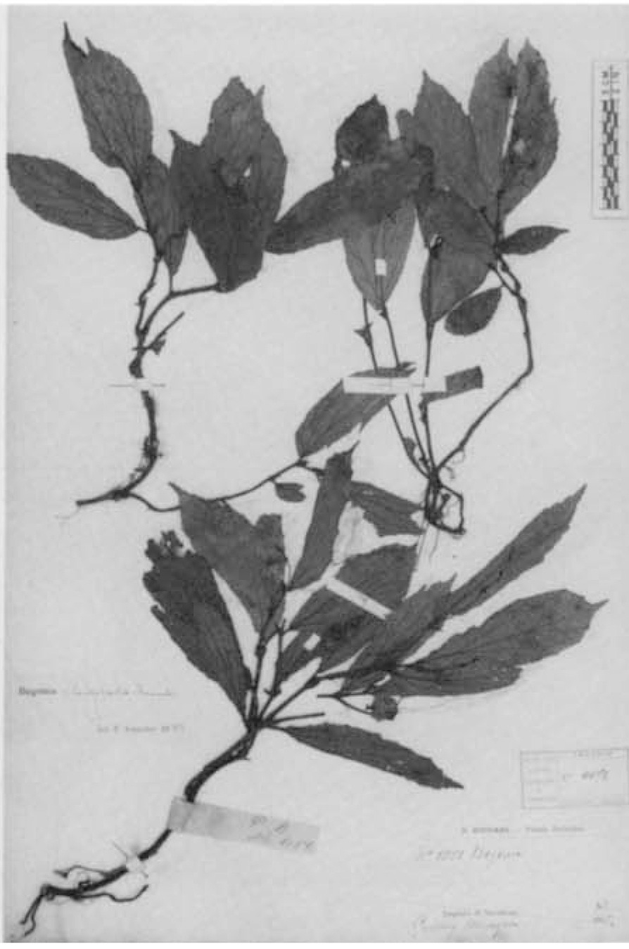 B. pleioclada
